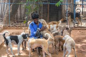 Creating Safe Havens: The Rise of Animal Shelters Across India