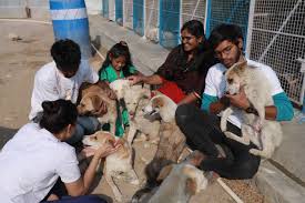 A New Era in Veterinary Care: Advanced Medical Treatments for Animals in India